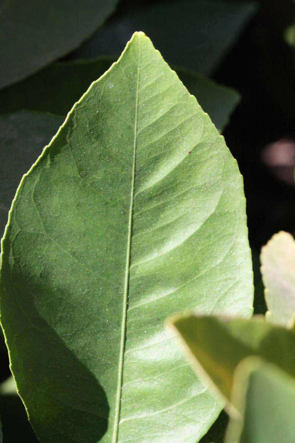              Margin (Riverside, CA)       